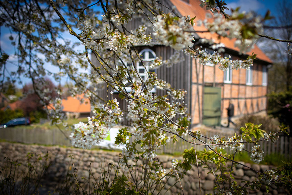 Kirschbl&uuml;te vor der Kirche, Foto: Sandra Schink