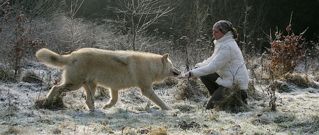 Polarwolf Noran und Sandra Schink, Foto: Tanja Askani
